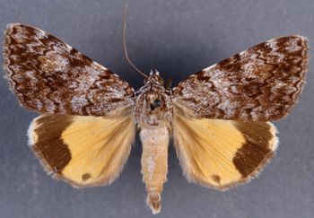Media type: image;   Entomology 35061 Aspect: habitus dorsal view